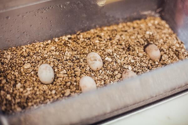 vermiculite being used for reptile egg incubation