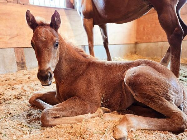 perlite used in animal bedding in a stall with a thorough bred newborn horse 